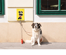 Настенная парковка для собак (для 1-3 собак)